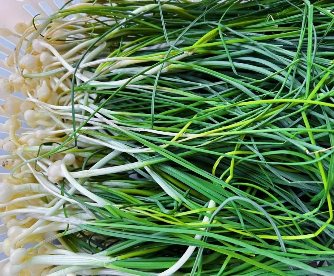 这菜常被当“杂草”拔掉，营养极高，清火开胃，遇到别错过了