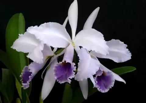 快来看看，兰花的世界真奇妙|壹木星球No.14