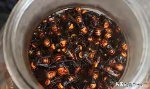 虎头蜂泛滥,欧洲虎头蜂