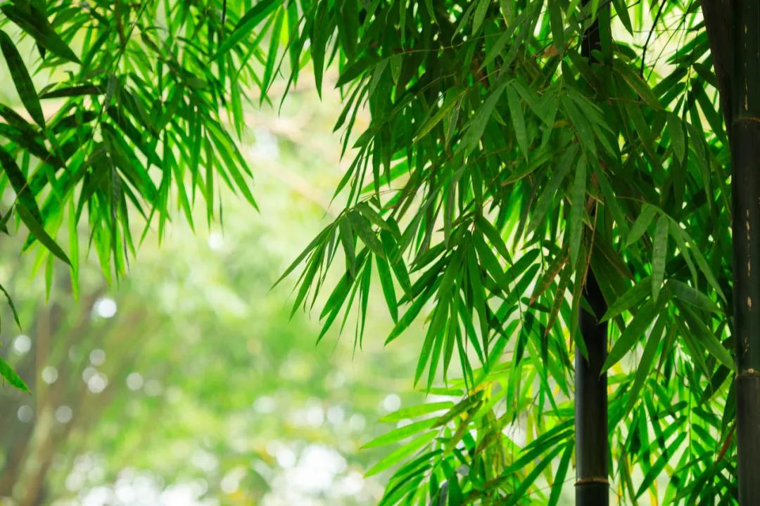 十句顶级绝美古诗,六言六句绝句古诗100首