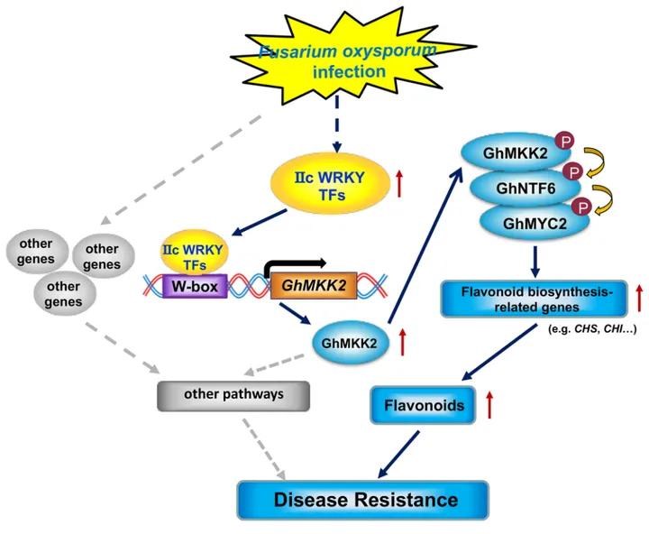 WRKY家族想做个自我介绍（二）