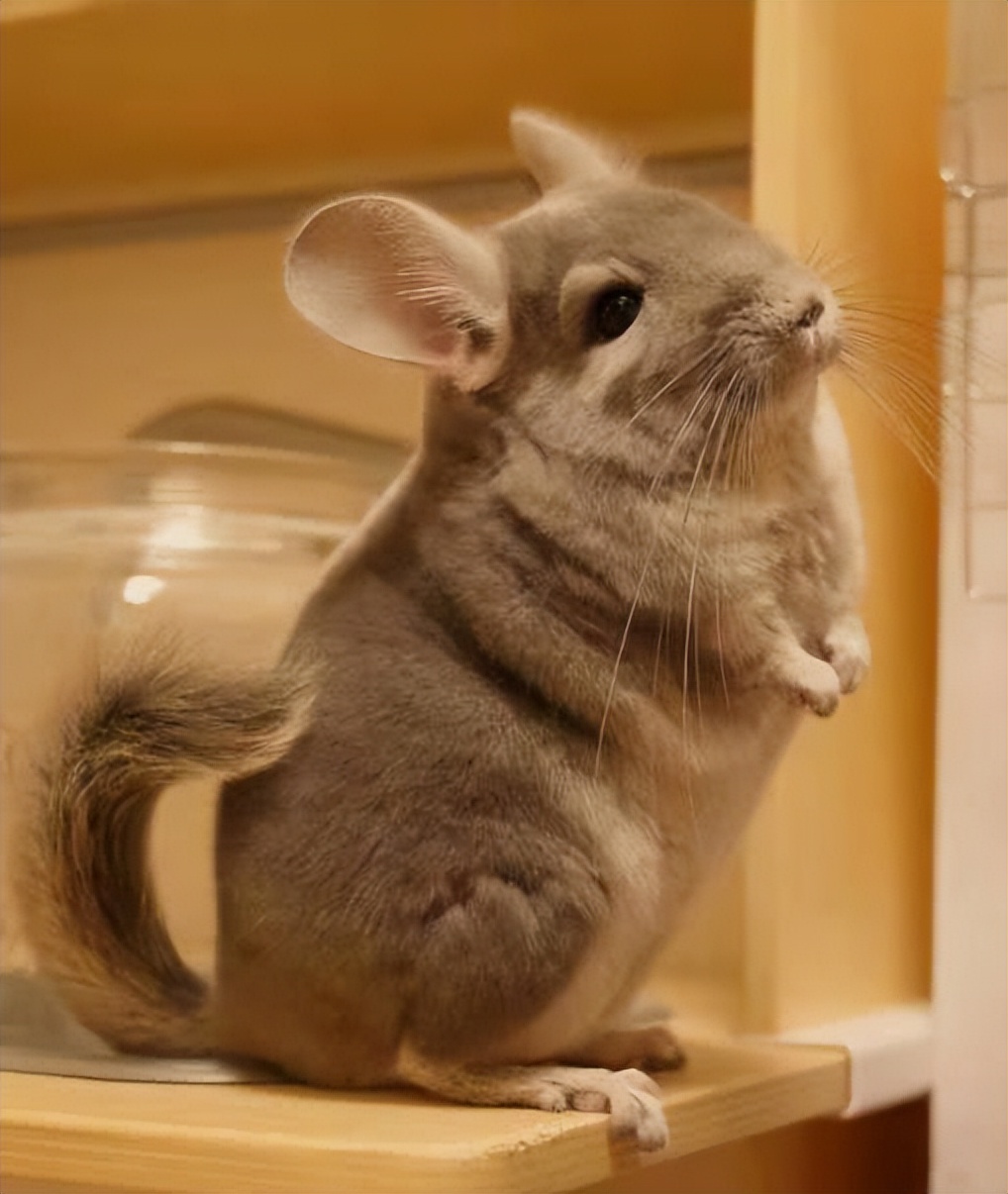 养超可爱的龙猫宝宝,适合新手养的宠物龙猫