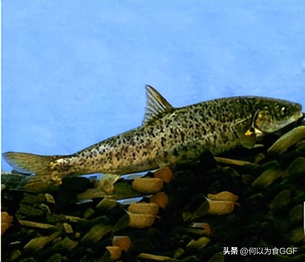 泸沽湖摩梭人的民族文化,丽江摩梭人美食