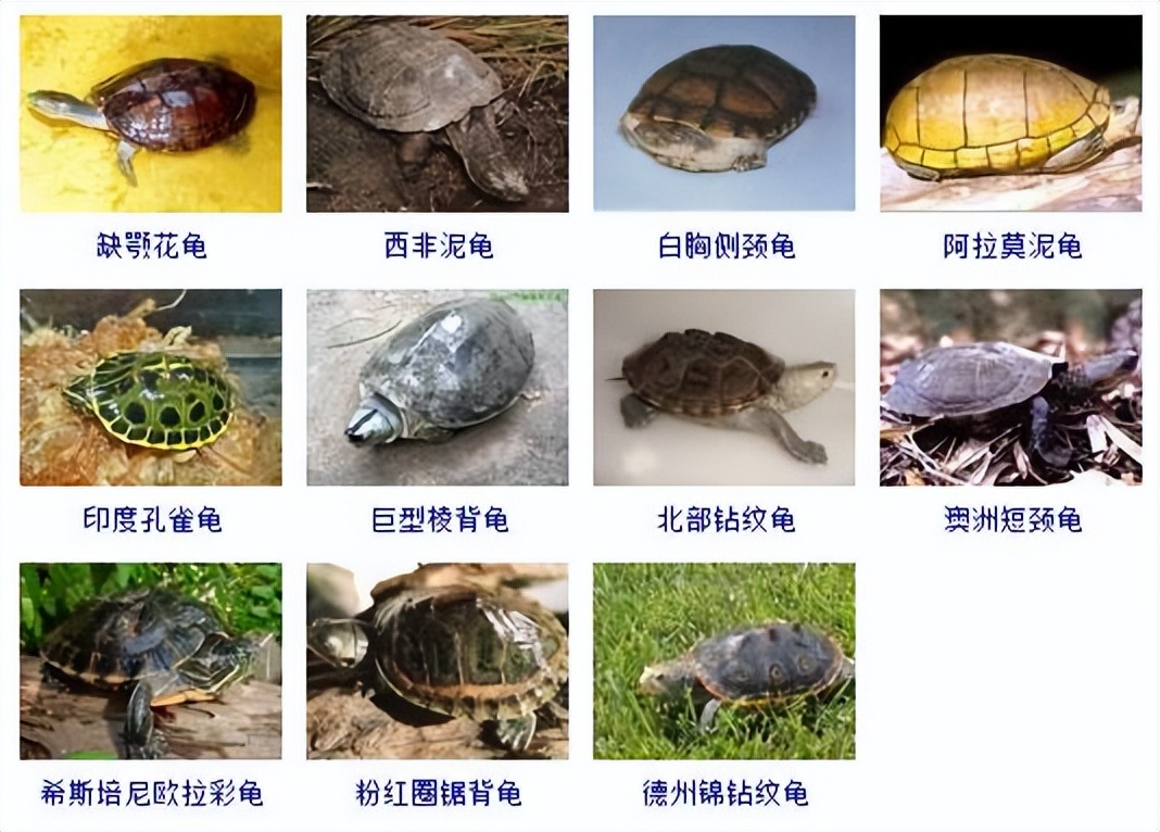 观赏龟品种大全及图片,观赏龟的种类和介绍大全