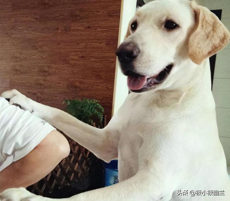 你家狗狗喜欢上别人了吗,狗狗为什么一直扒拉主人胳膊