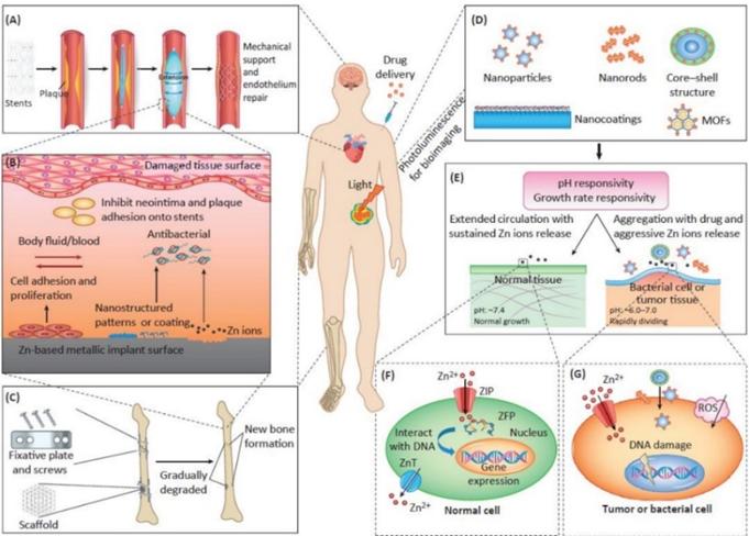 鍖荤敤鍙檷瑙ｉ攲鍚堥噾鐮旂┒鏂瑰悜,鍖荤敤閿屽悎閲戠殑鐮旂┒杩涘睍