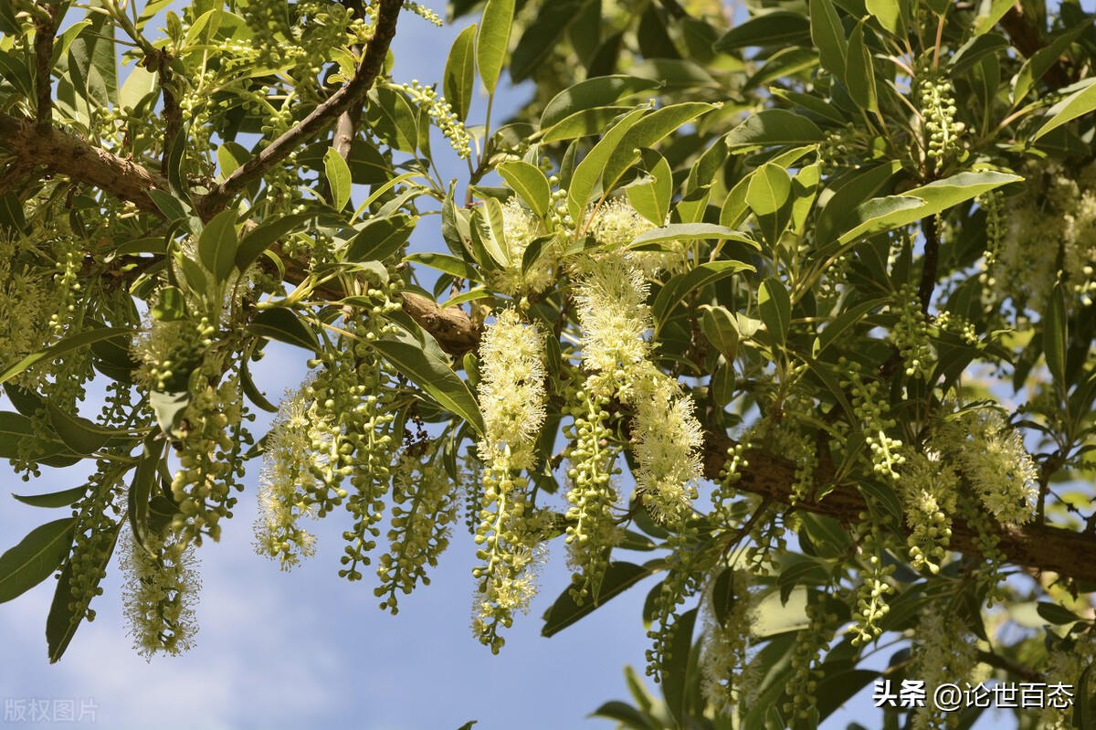 仙人掌从幼苗长到巨大仙人掌过程,仙人掌科生长范围
