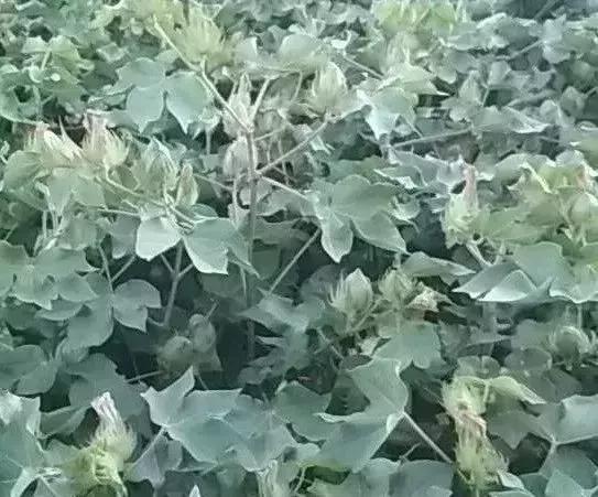 棉花早衰叶片发红补救方法,棉花早衰症状图片