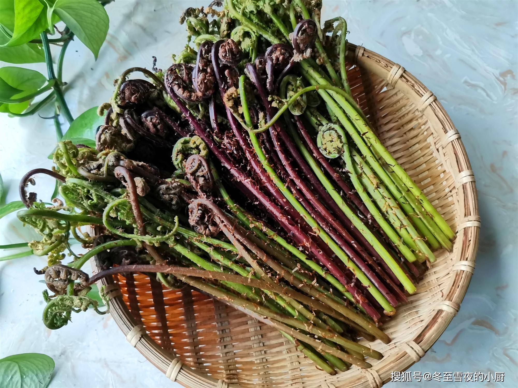 春天挖野菜图片大全,最全野菜图集63种野菜大图鉴