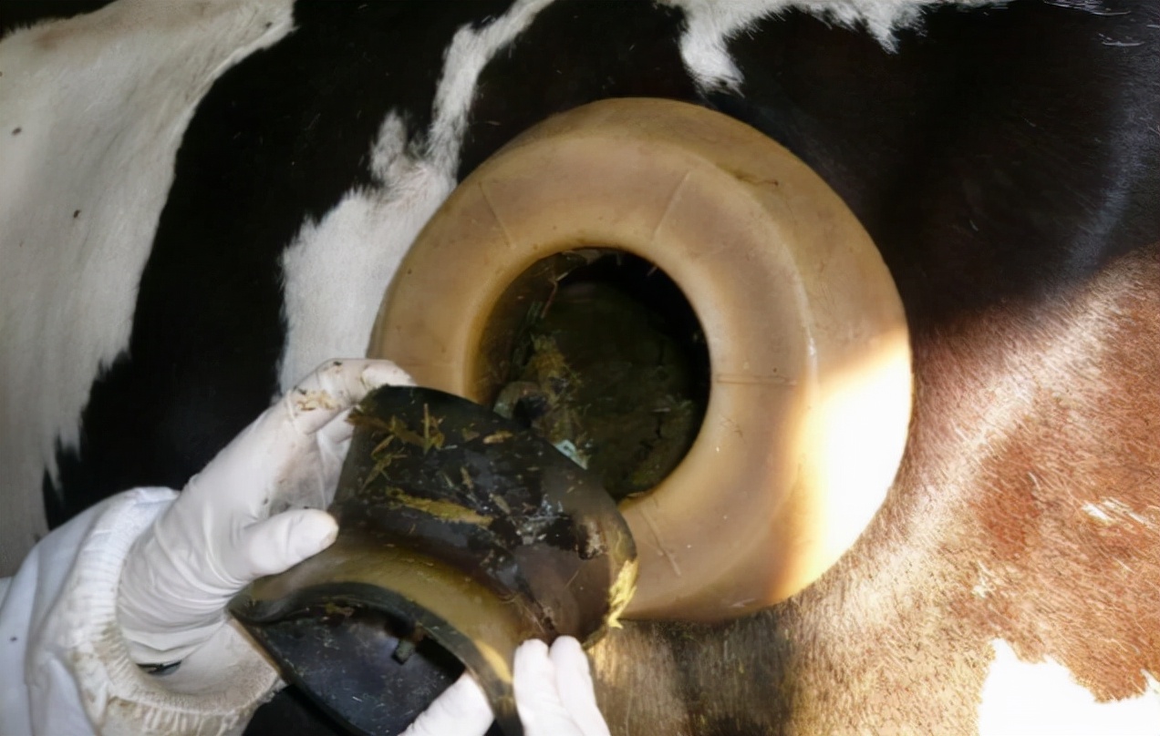 在牛身上掏个洞牛不会痛吗,牛为什么会在身上打洞