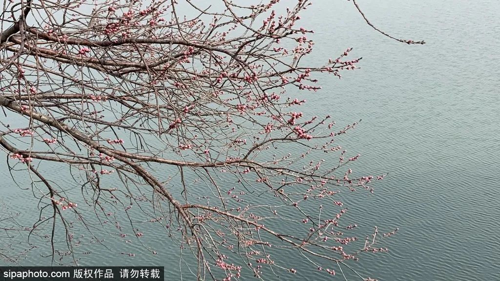 北京春花烂漫图,北京赏花梅花