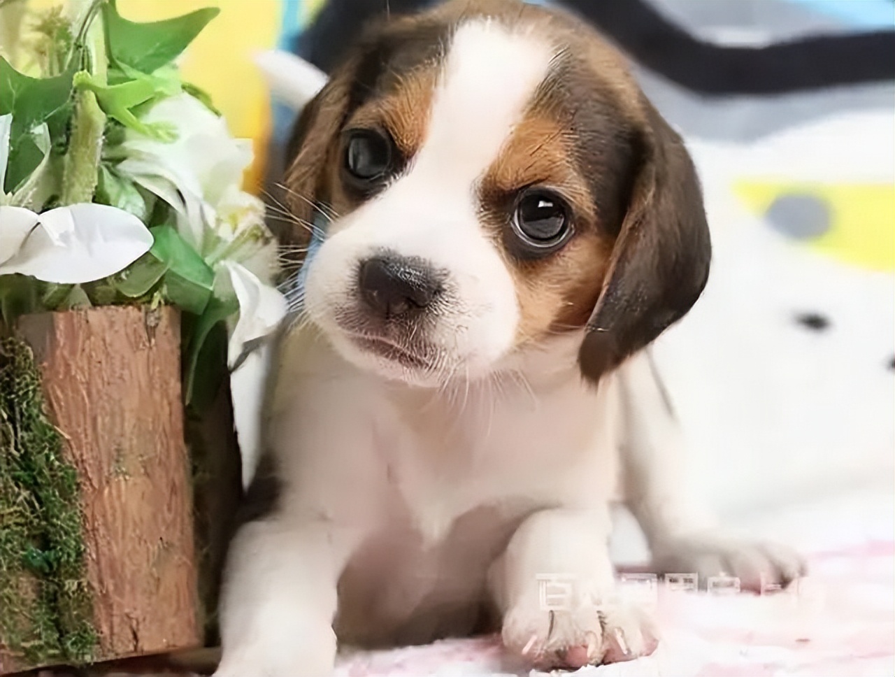 狗狗得细小的症状原因,狗狗得细小初期症状