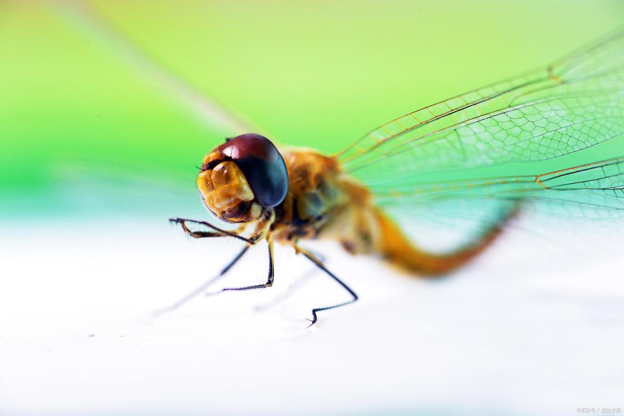 蜻蜓有哪些习性和知识呢,蜻蜓为什么会飞以后就不能下水了