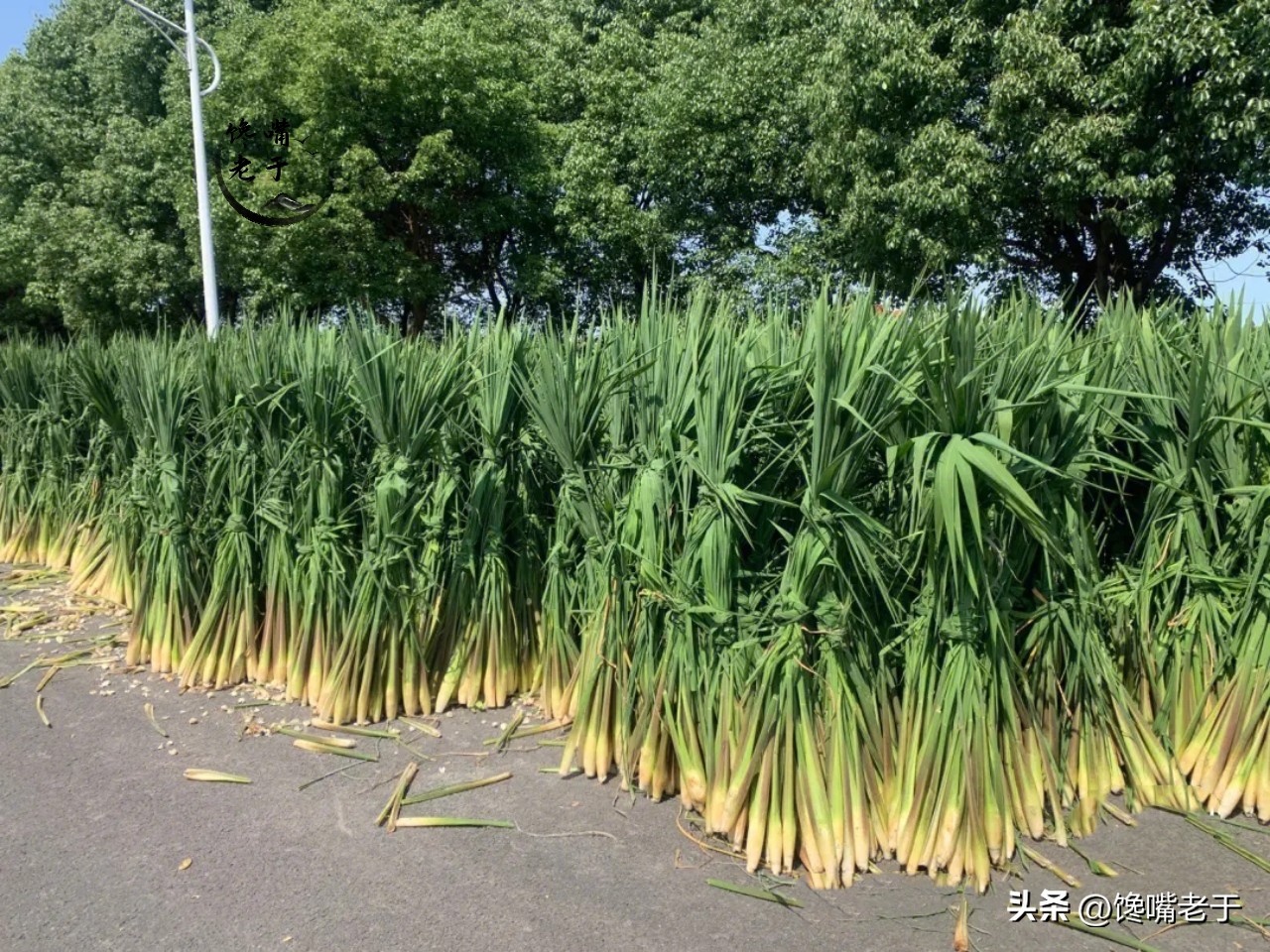 买茭白时，“圆的和扁的”哪个好？牢记3买3不买，谁也别想忽悠你