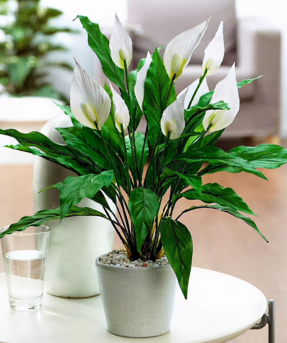 家里适合养什么好养的旺财花,适合养家里的吉祥花