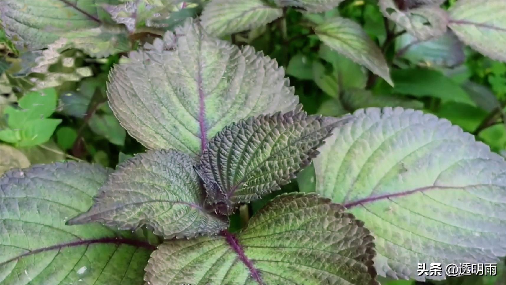美食调味植物香草,香草气味芬芳