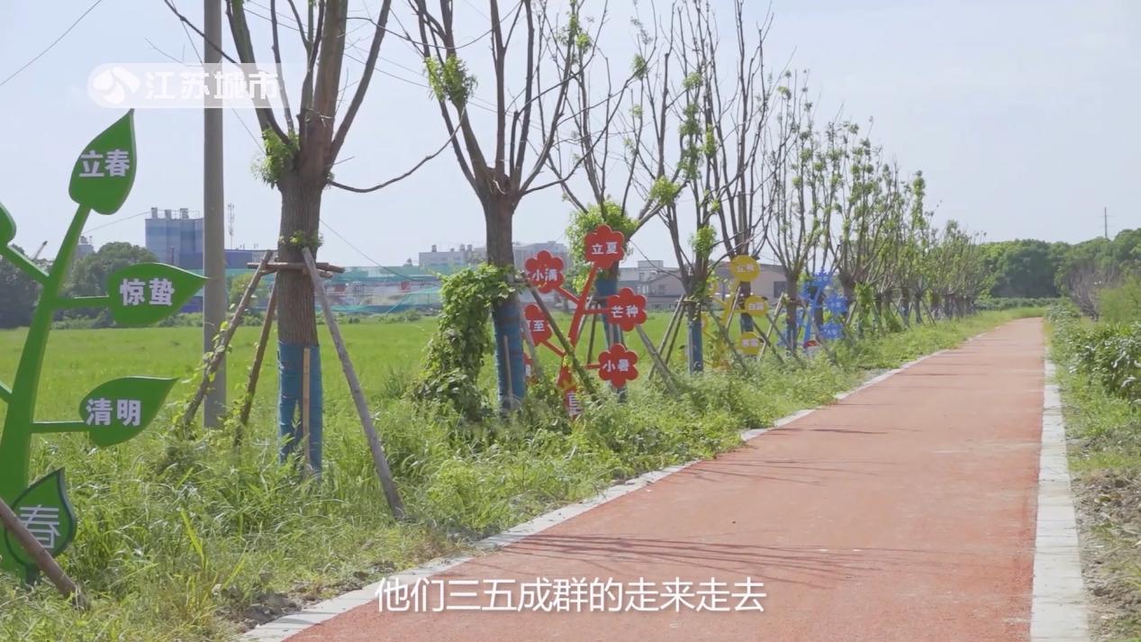 盛泽镇桥南村油菜花,盛泽镇桥南村