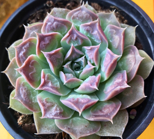 多肉乙女心虹之玉,多肉乙女心浆果虹之玉区别