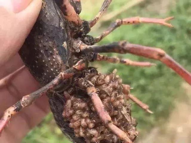 小龙虾是几月份开始产卵的,小龙虾有卵吗