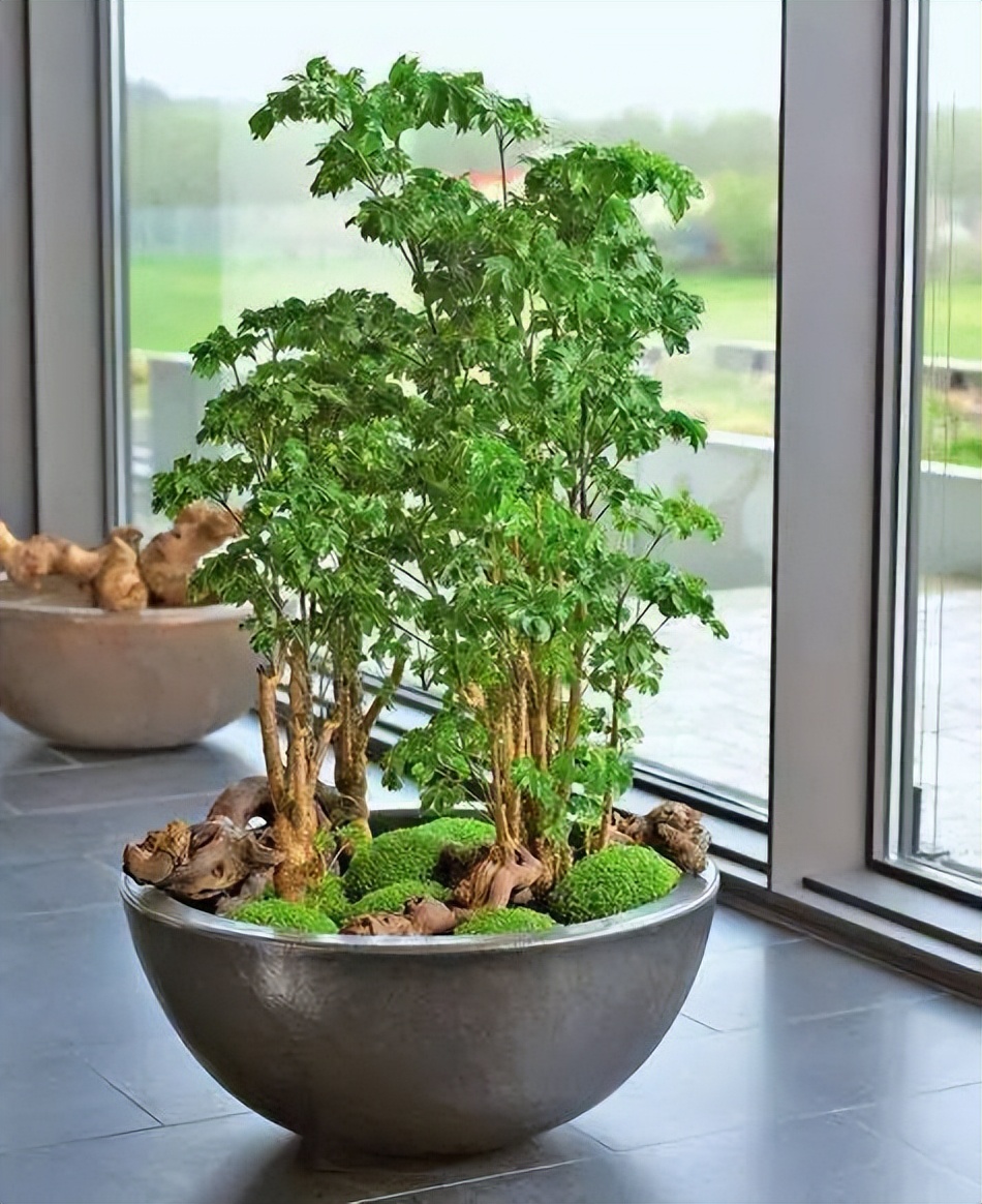 6种植物能快速出效果,哪种木本植物最好养