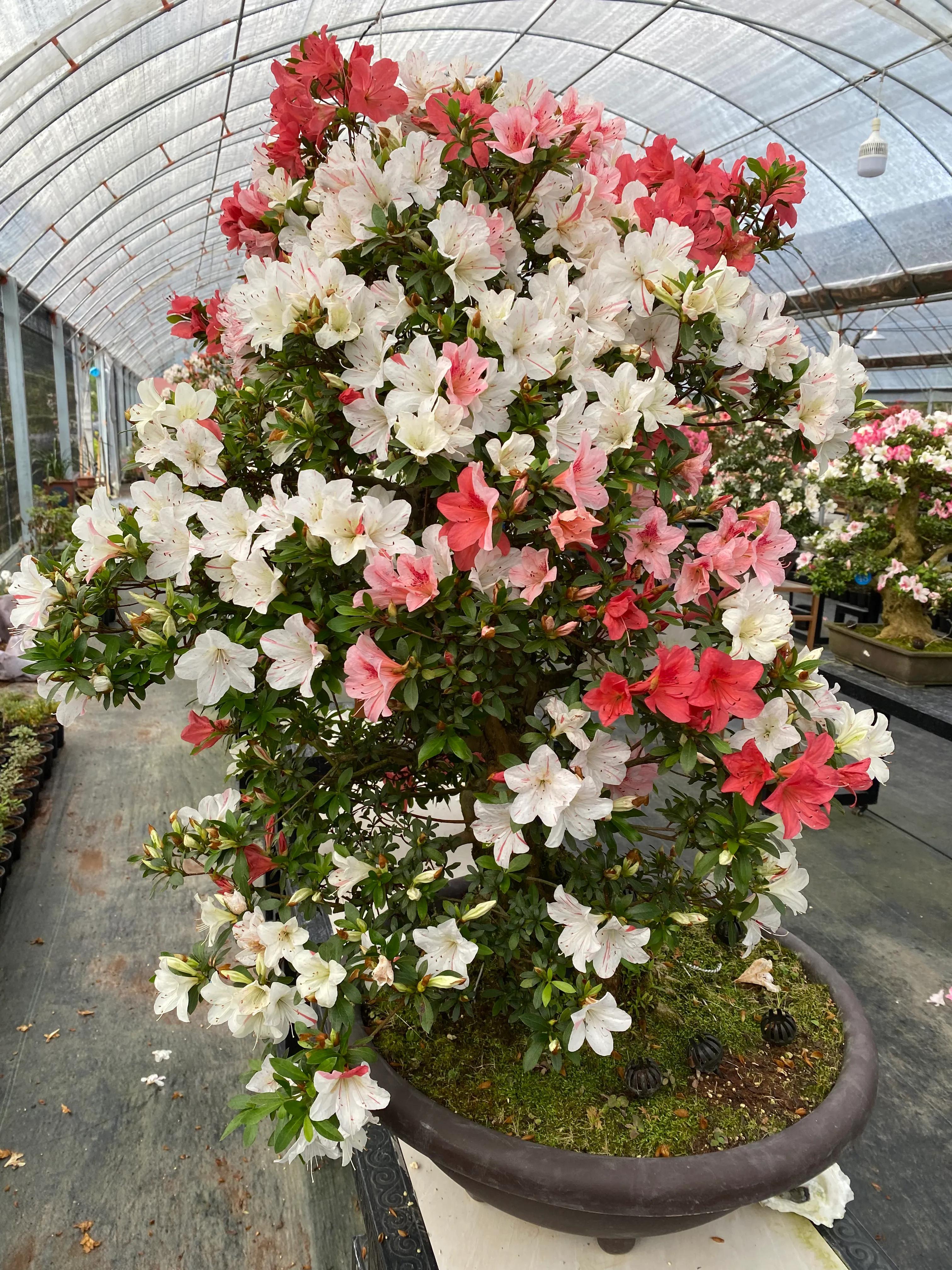 皋月杜鹃花图片大全,皋月杜鹃新品种视频