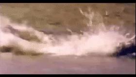 这是真的吗？当人被鳄鱼追赶时，z字型逃跑能快速摆脱鳄鱼