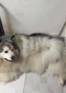 金毛误入地铁站后续,金毛闯地铁