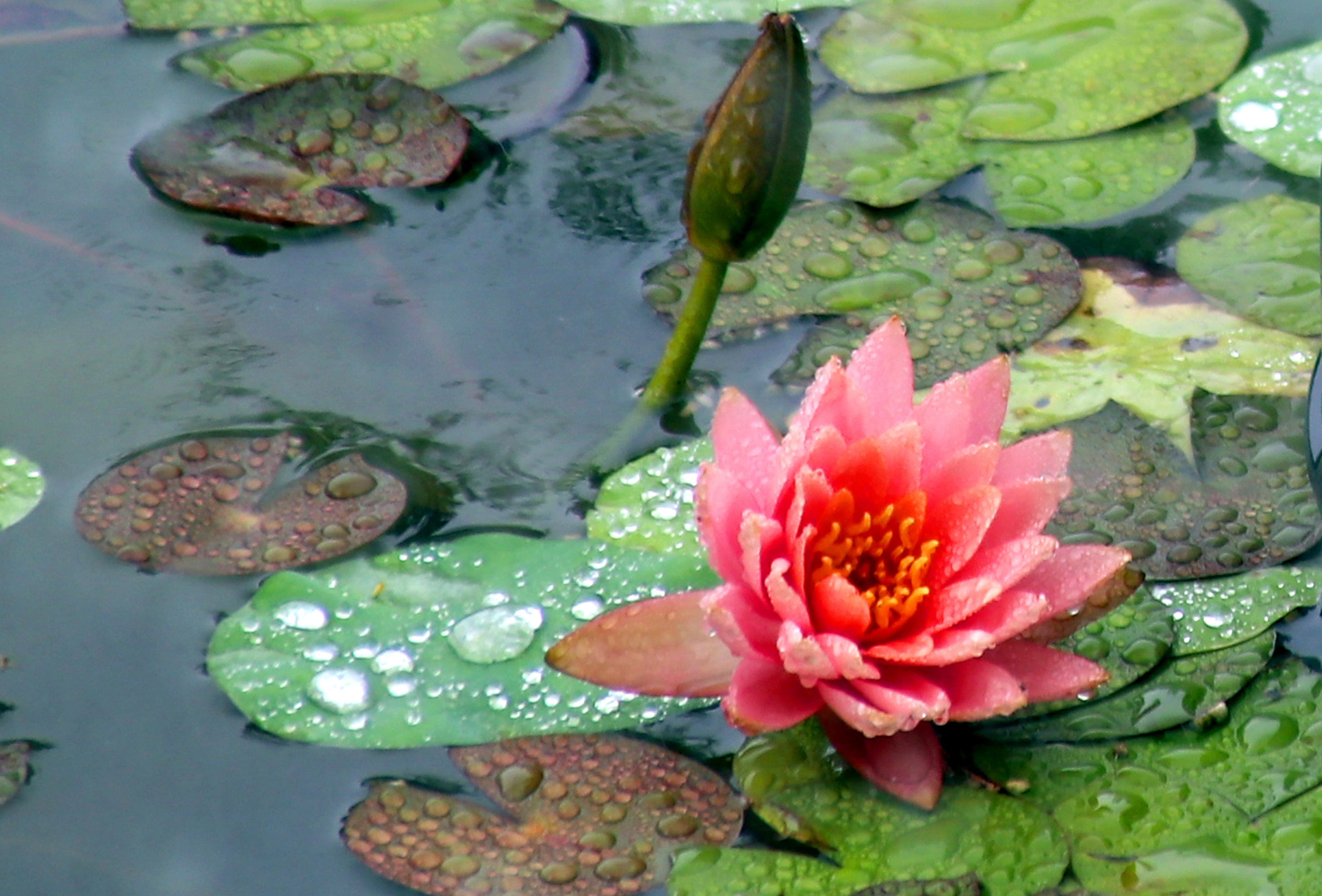 宿迁双色睡莲惊艳绽放,惊艳的睡莲
