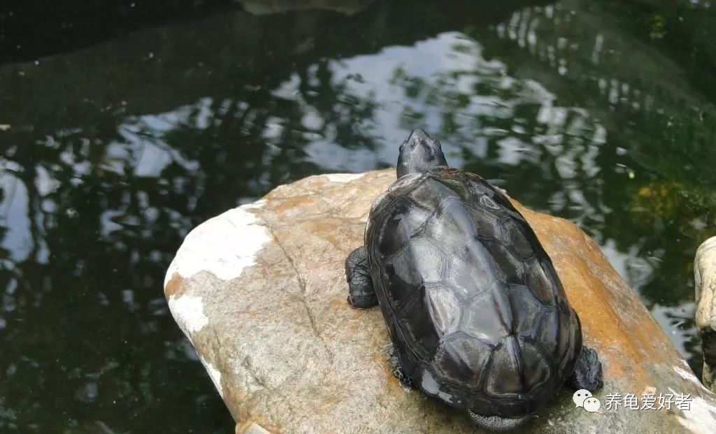 西非龟一动不动萎靡不振,龟为什么都这么多天了还不吃食