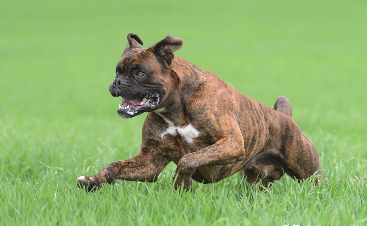 追寻犬神泰山麦兜，市中心探秘异域巴顿！