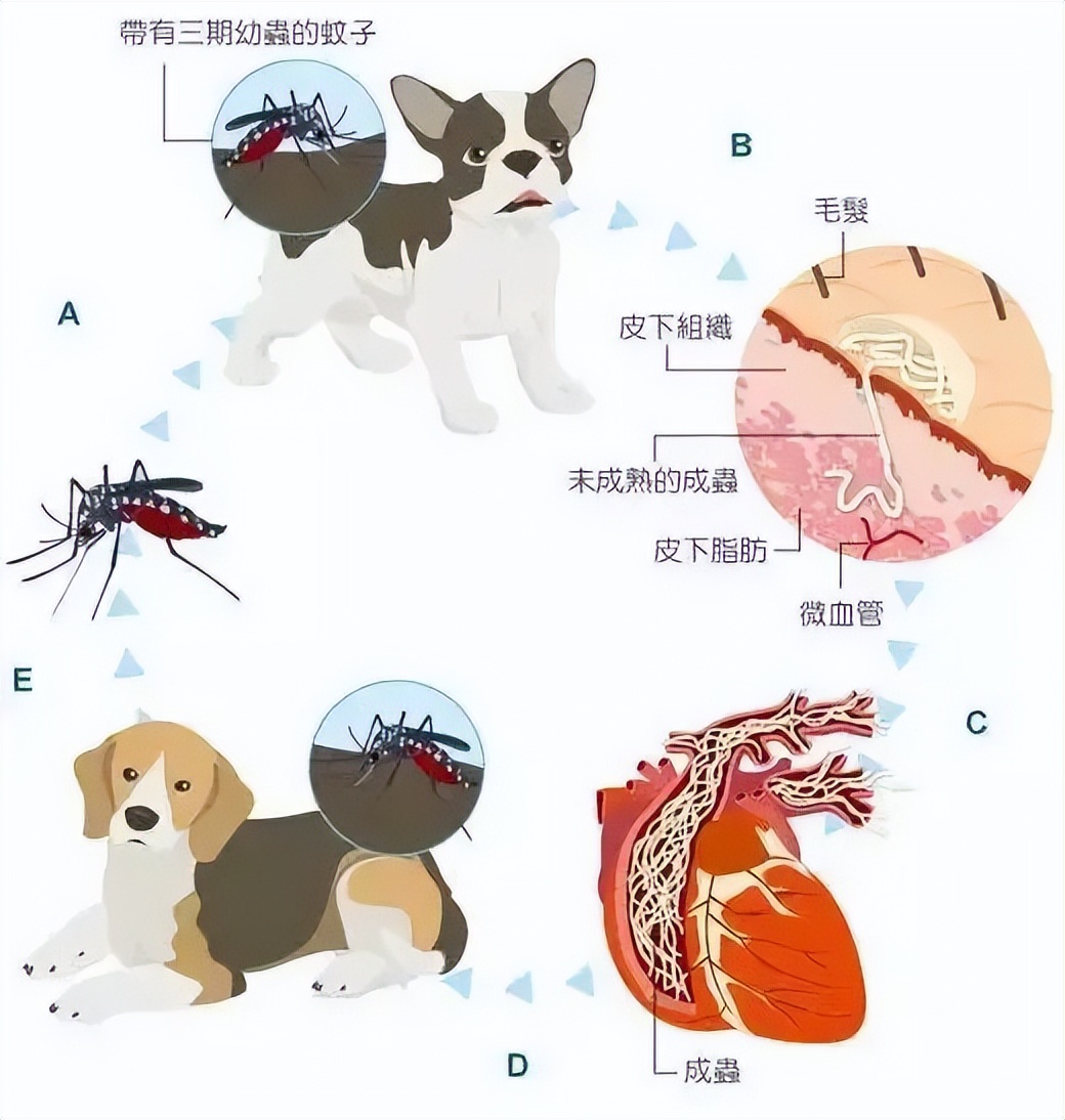 狗狗肚皮上起红点并痒怎么回事,狗狗身上发痒有红点是怎么了