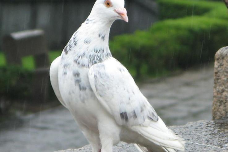 养10000只鸽子一年利润,湖北十堰一个老头靠养鸽子赚钱