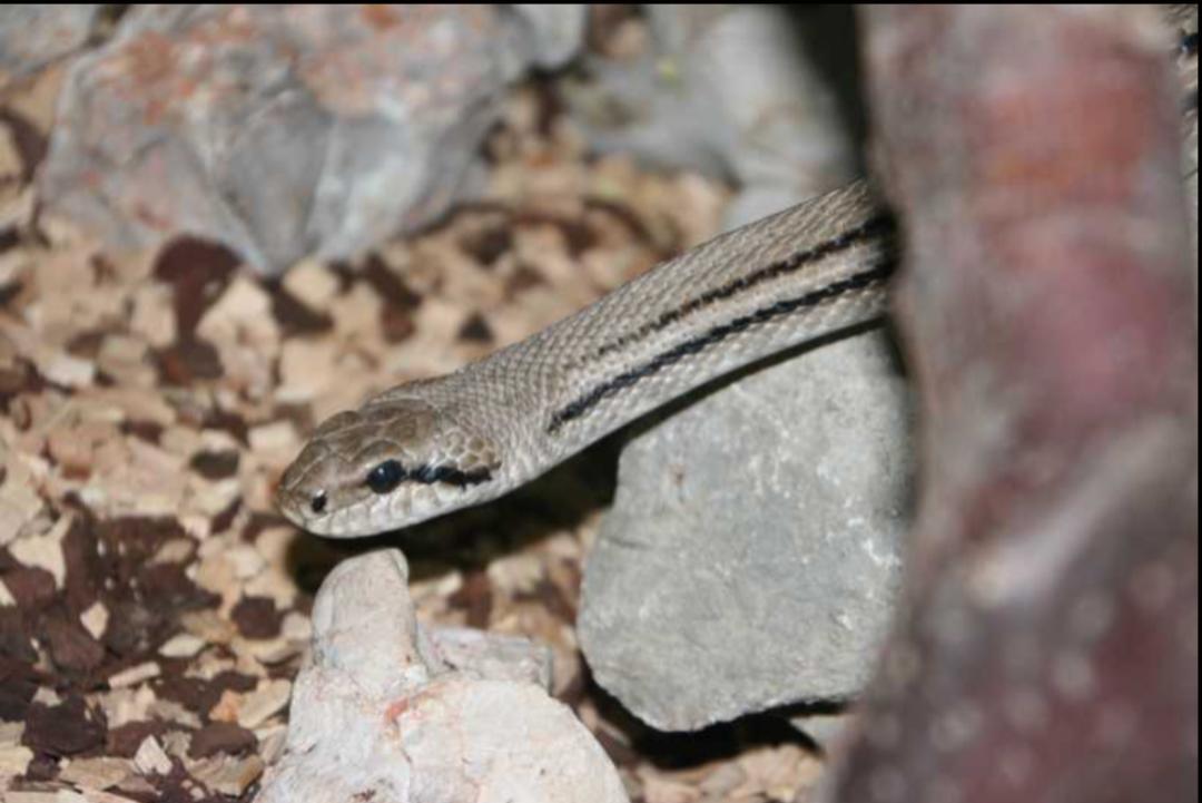 「原来欧洲有这么多种蛇？！」偷师卡塞尔的豢龙大师·下