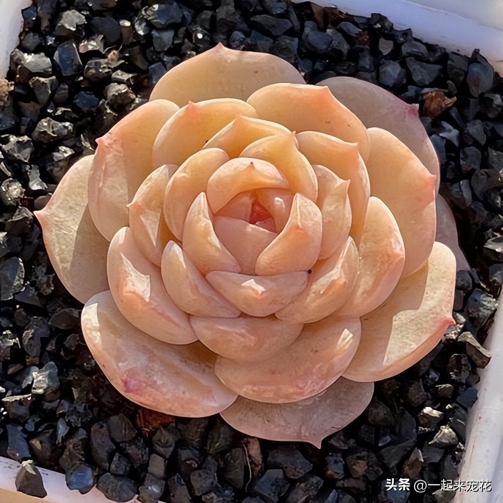 4种经典的网红多肉,最近很火的网红小多肉