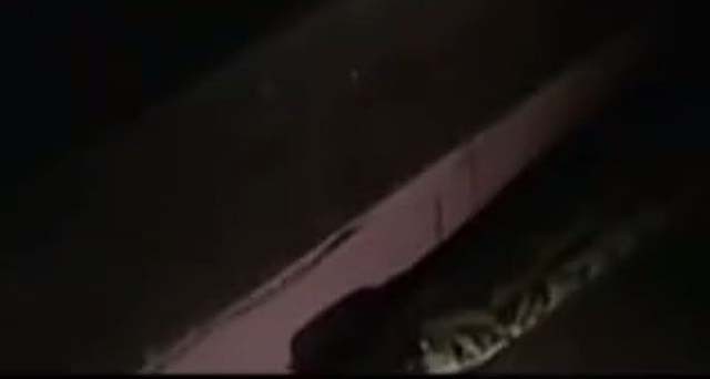 巨蟒报恩的真实事件,海南巨蟒为报主人救命之恩