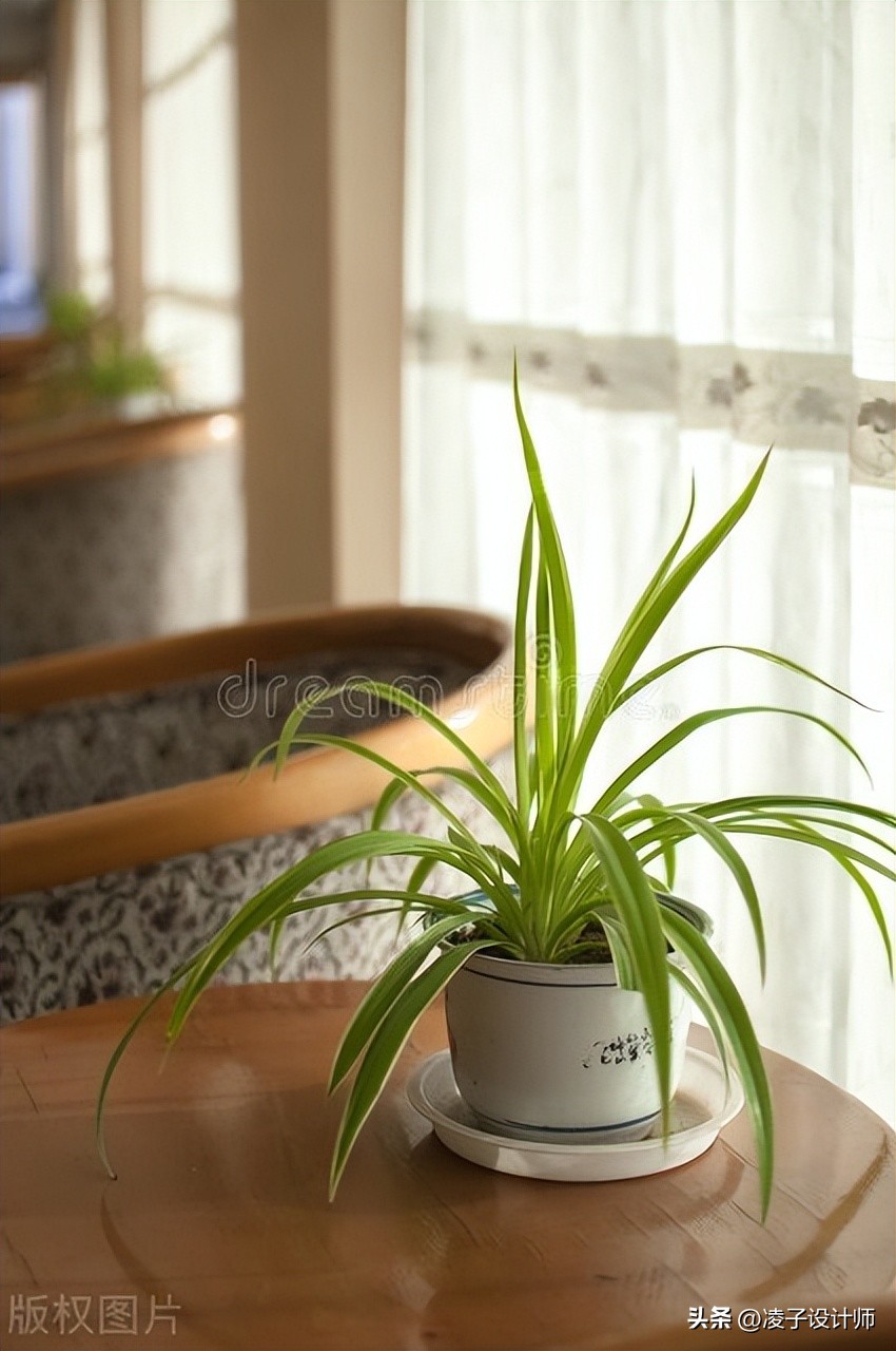 新房装修吸甲醛的绿植,吸附甲醛带香味的绿植