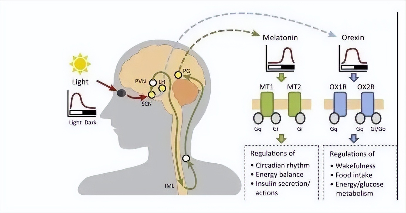 新冠脑雾对大脑有什么危害,新冠导致的脑雾需要喝中药吗