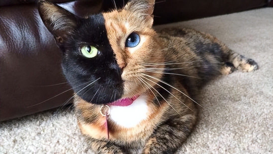 玳瑁猫优点和缺点,玳瑁猫为什么总被遗弃