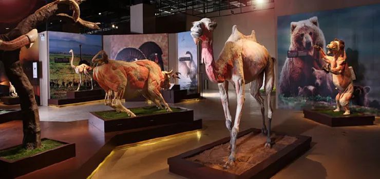 苏州旅游自驾一日游,苏州旅游一日游亲子游