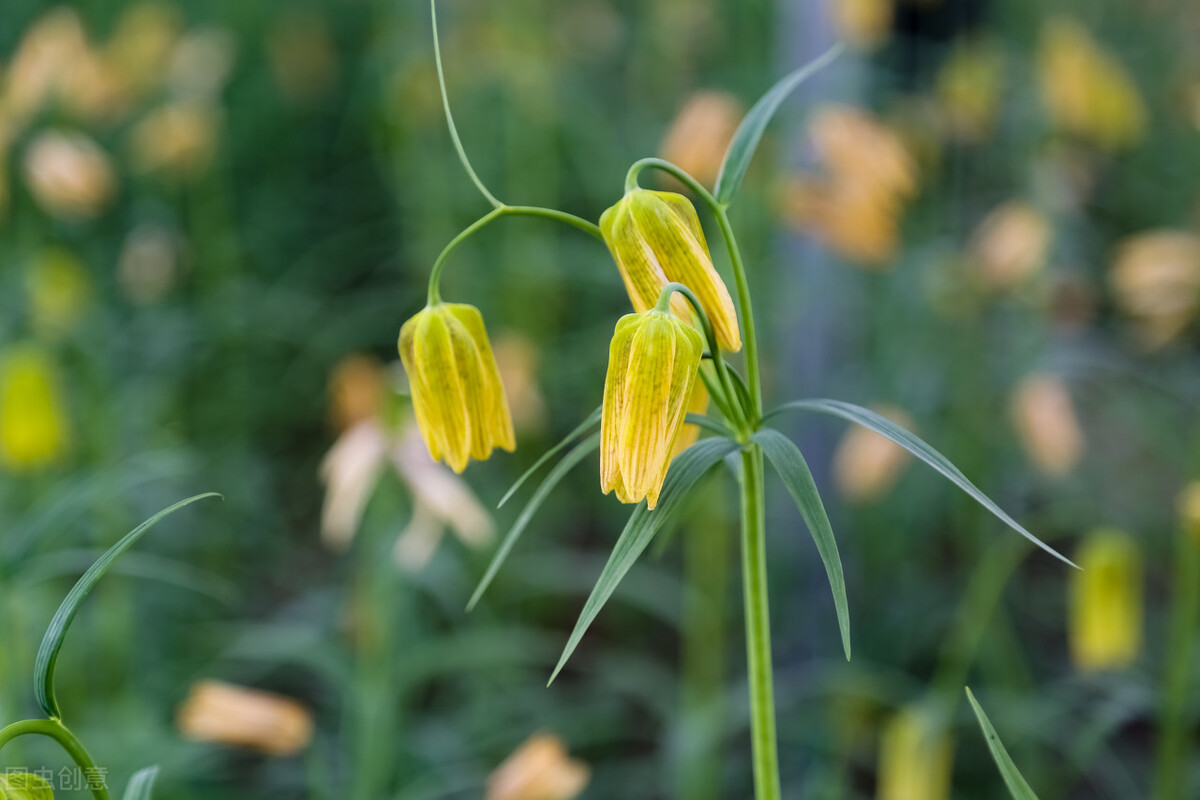 川贝母止咳化痰效果如何,川贝母雪梨止咳化痰做法