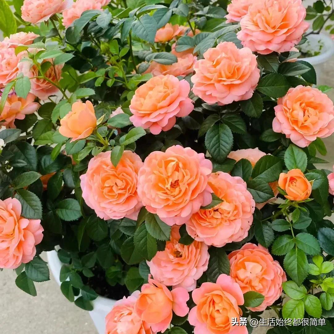 盛夏，不负时光，花开绚烂，愿生命的辉煌，落下余生的精彩