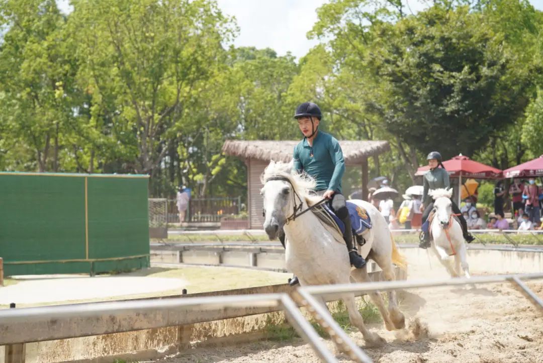 上海野生动物园建议周六周天去吗,上海野生动物园通玩一日游攻略