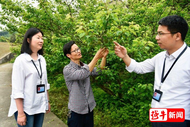 修品修身如青梅！绍兴“青梅之乡”绽放“青梅六法”