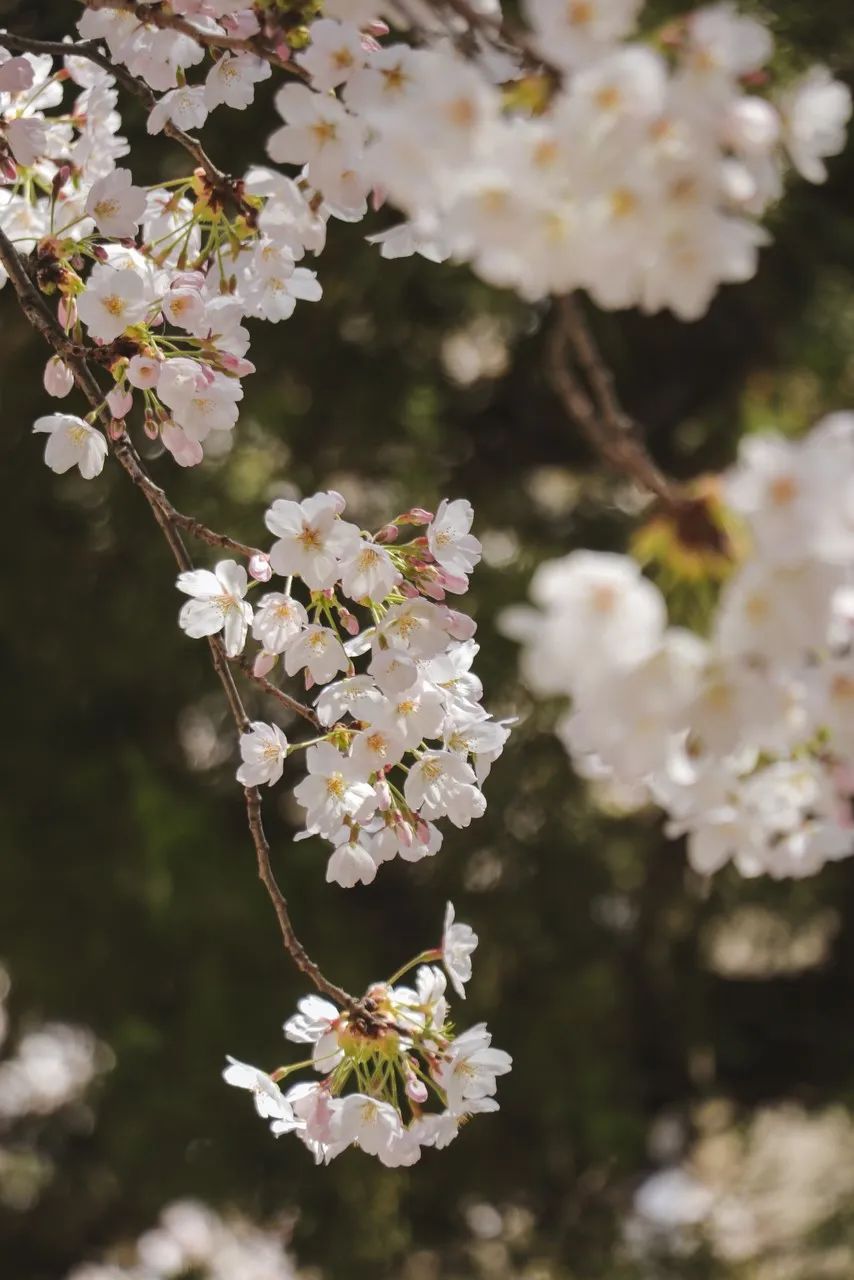疫情快过去吧，我不想错过这座海滨老城的春天