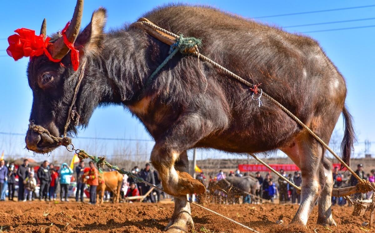 「惊！牛肉价格跌至45元3斤，2023年11月11日牛价跌破谷底！」