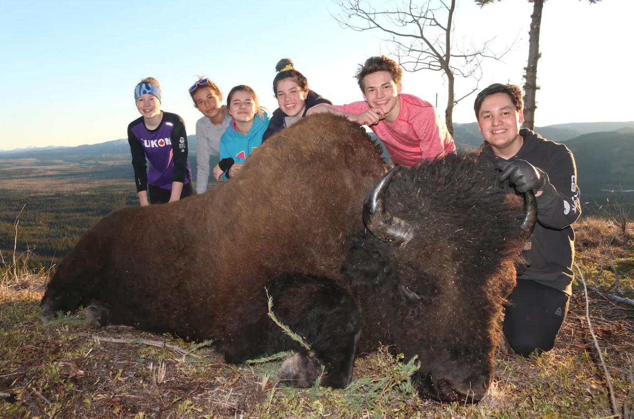 三大雄狮捕杀野牛事件,美洲野牛被屠戮殆尽