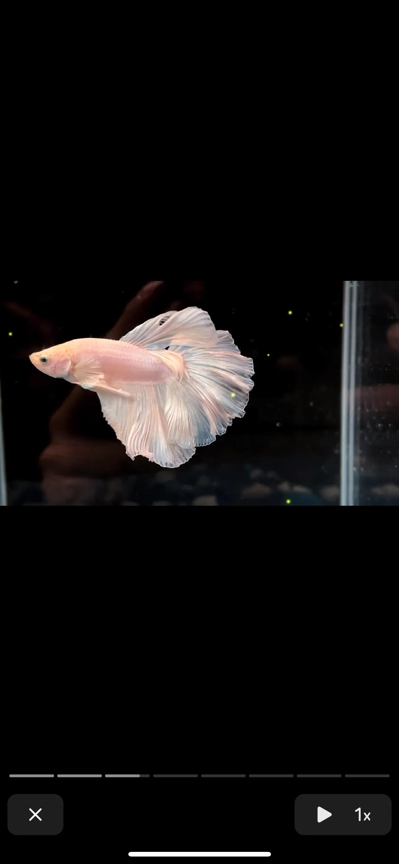 观赏鱼斗鱼小型淡水好养,适合新手养的观赏鱼小型斗鱼