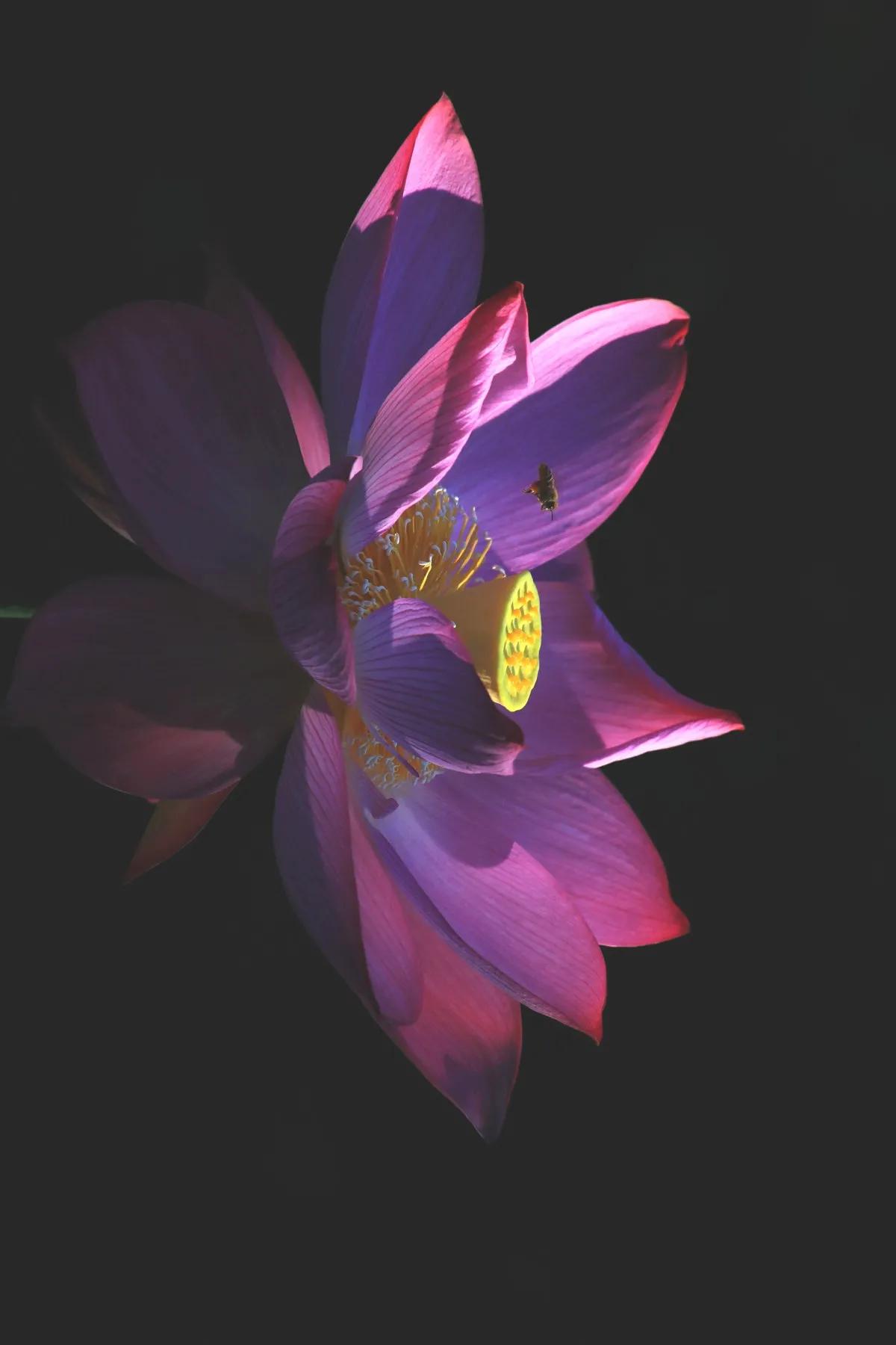 描写荷花的诗句映日荷花别样红,用荷花写荷花的诗句