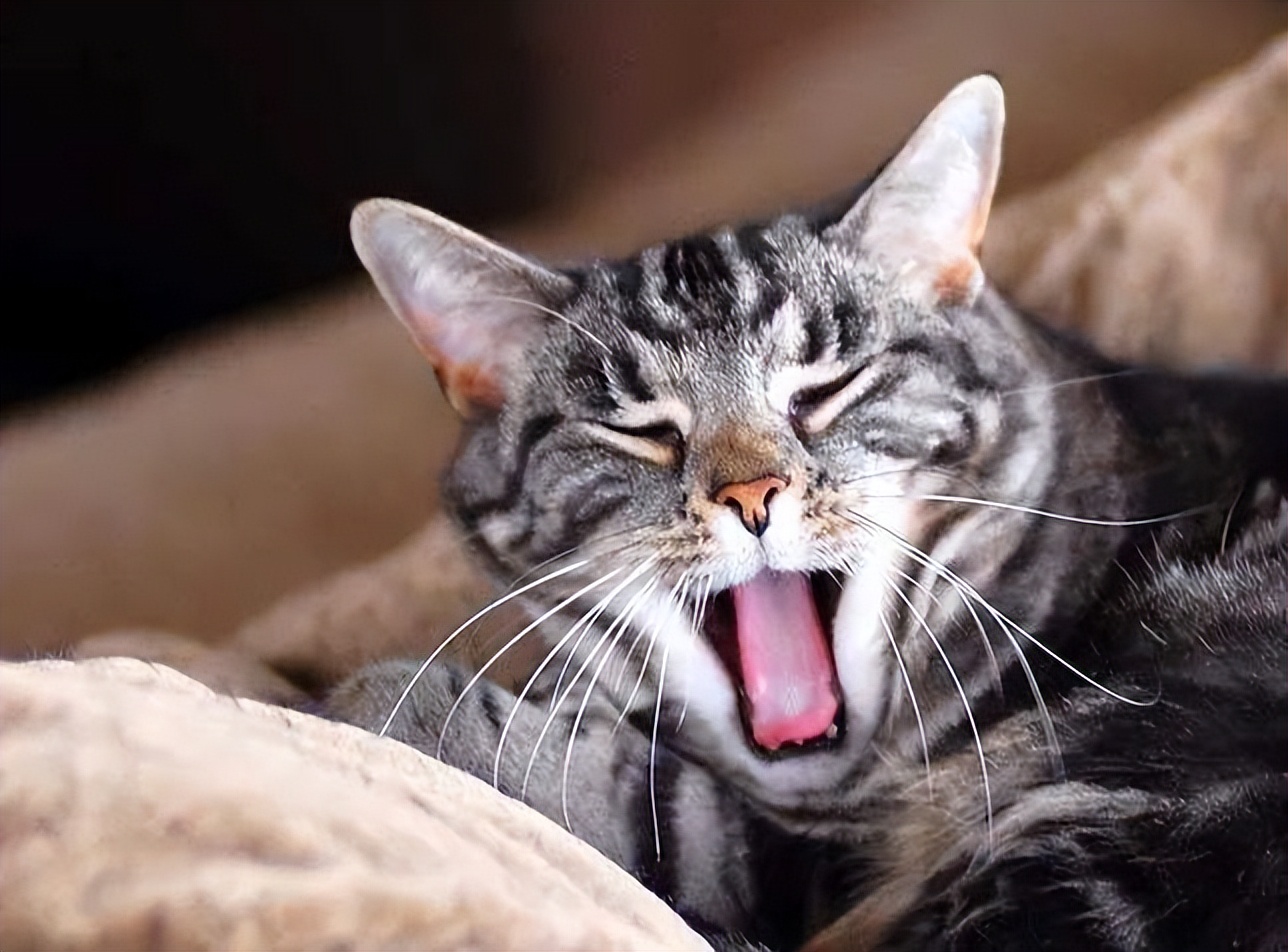 猫咪四仰八叉的睡觉说明什么,猫咪为何四仰八叉的睡觉