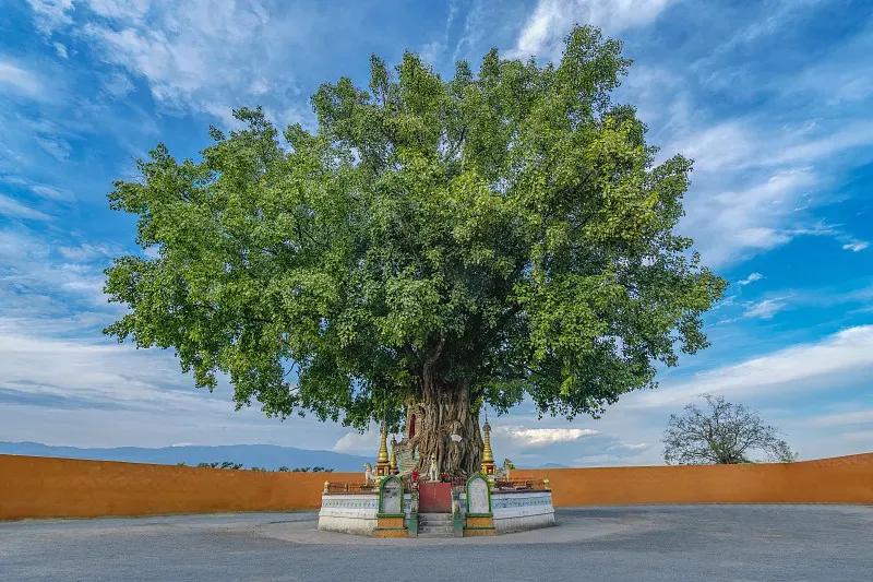 佛教四大圣树介绍,佛教“四圣树”之一